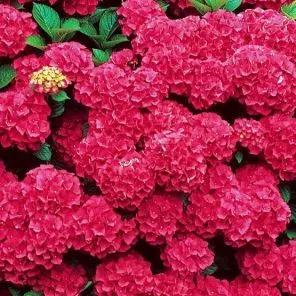 Гортензия крупнолистная Альпенглюхен