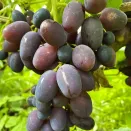 Виноград Алвика № 2