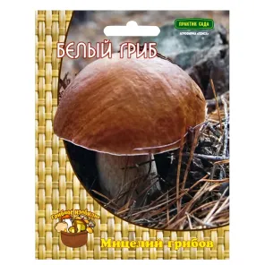 Белый гриб Поиск