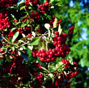 Пираканта Ред Кушион