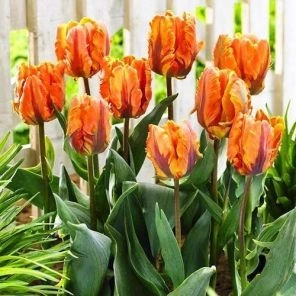 Тюльпан попугайный Принцесса Ирен Пэррот