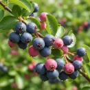 Ирга Бриллиант № 1