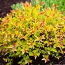 Спирея японская болезнеустойчивая Голден Принцесс № 2