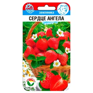 Земляника крупноплодная Сердце ангела Сибирский сад