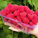 Малина ремонтантная с огромной ягодой Вайолет № 1