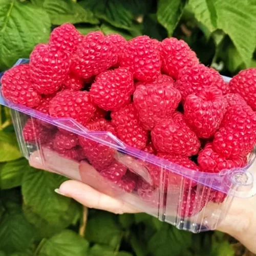 Малина ремонтантная с огромной ягодой Вайолет