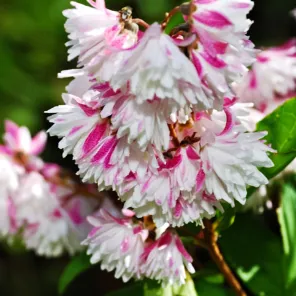 Дейция обильноцветущая Розеа Плена