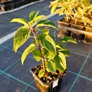 Гортензия метельчатая Сильвер Доллар № 3