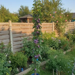 Слива колоновидная самоплодная Фортуна