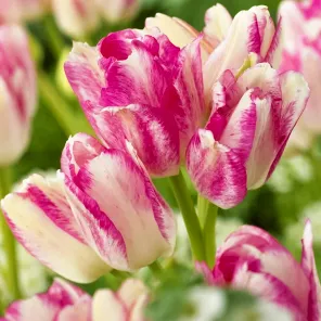 Тюльпан многоцветковый Дрим Клаб