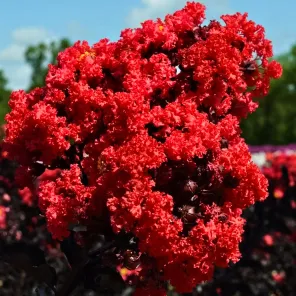 Лагерстремия гибридная Блэк Даймонд Бэст Рэд