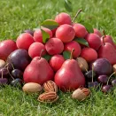 Сверхвыгода! Комплект неприхотливых плодовых деревьев "Урожай без ухода" из 7 сортов № 1