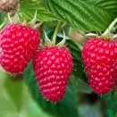 Малина ремонтантная с огромной ягодой Вайолет № 2