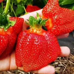 Земляника крупноплодная Шапка Мономаха, 5 саж.