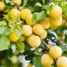 Слива низкорослая для севера Белоснежка № 2