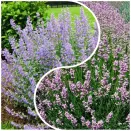 Сверхвыгода! Комплект душистых трав "Антистресс" из 2 сортов № 1