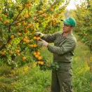 Абрикос незамерзающий Баргузин № 1