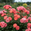 Роза почвопокровная с непрерывным цветением Корал Дрифт № 1