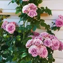 Роза плетистая Квиксильвер № 2