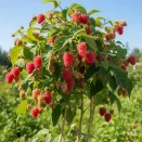 Малиновое дерево Галактика № 2