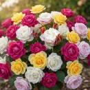 Сверхвыгода! Комплект зимостойких роз "Для сибирского лета" из 4 сортов № 1