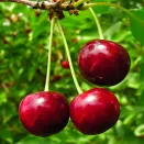 Черешня самоплодная зимостойкая Целесте (Селеста) № 2