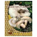 Груздь белый (настоящий) Поиск № 1