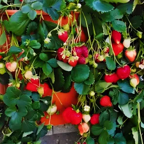 Земляника ремонтантная (крупноплодная) Гирлянда, 5 саж.