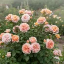 Роза шраб с ароматом спелых фруктов Бель Де Анжу № 2