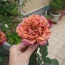 Роза чайно-гибридная миниатюрная Ча Ча № 2