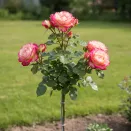 Роза штамбовая Дабл Делайт № 6